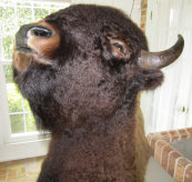 A bison taxidermy head fully cleaned and treated by Universal Fine Art Conservation after it was soot damaged in a house fire.